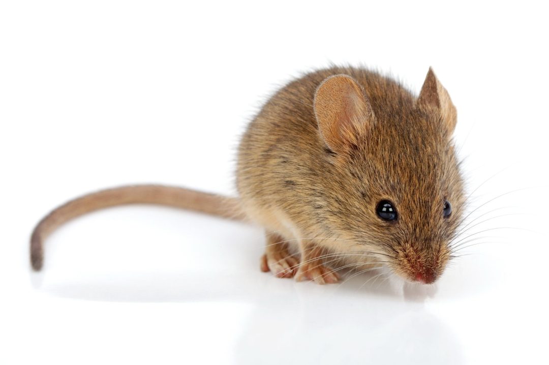 Pest Control: Common Signs of Pest Infestations