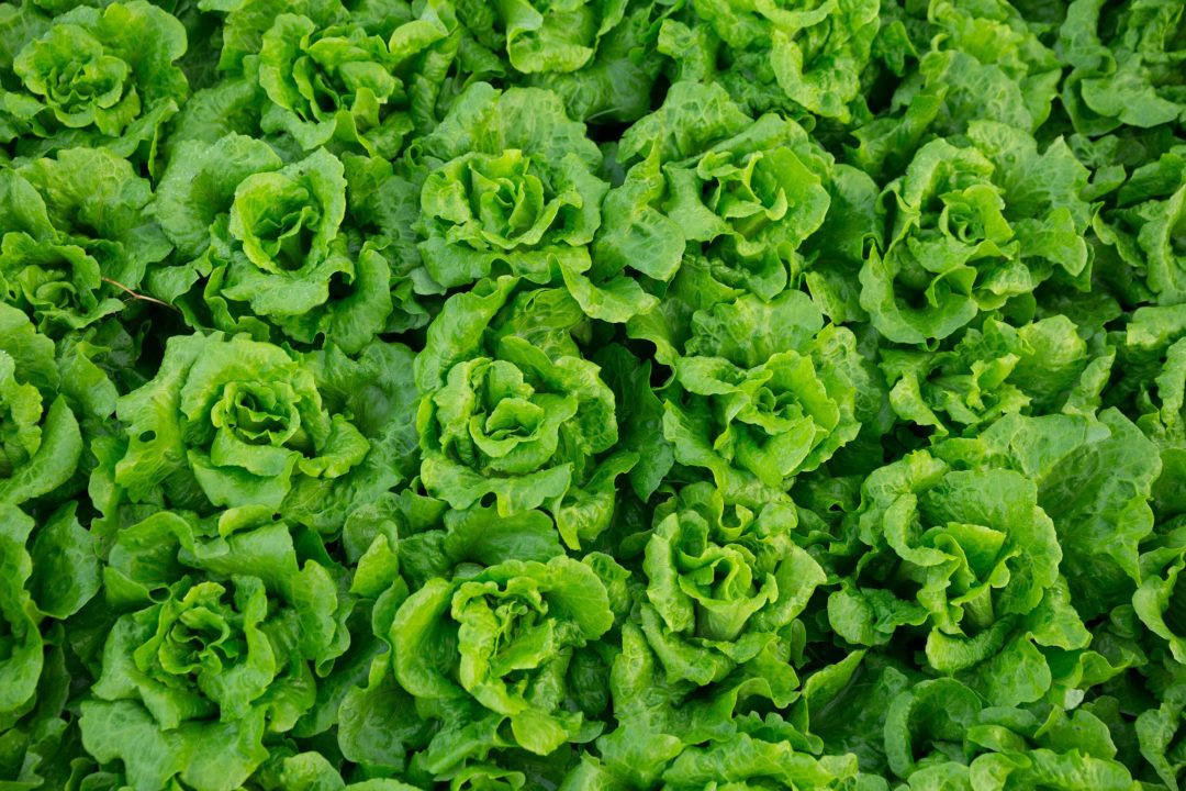 Produce Freshness: Keeping Lettuce and Leafy Greens Fresh : Crisping Lettuce and Leafy Greens