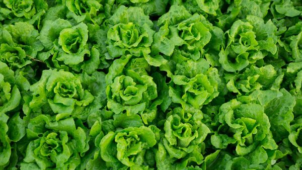 Produce Freshness: Keeping Lettuce and Leafy Greens Fresh : Crisping Lettuce and Leafy Greens