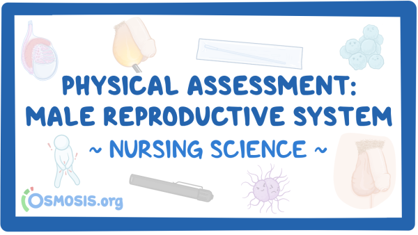 Physical Assessment - Male Reproductive System: Nursing