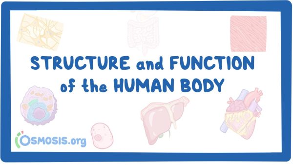 Structure And Function Of The Human Body