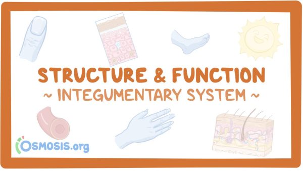 Integumentary System: Structure And Function