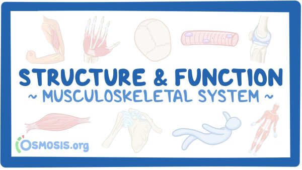 Musculoskeletal System: Structure And Function