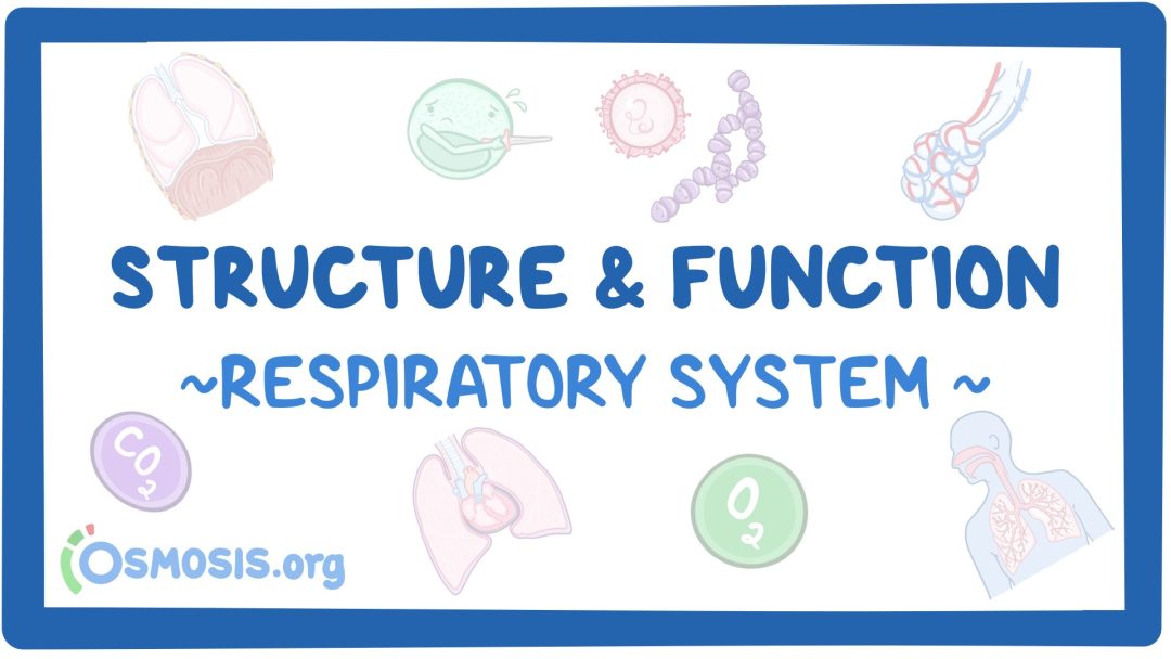 Respiratory System: Structure And Function