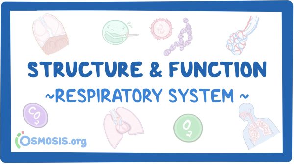 Respiratory System: Structure And Function