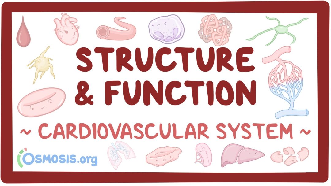 Cardiovascular System: Structure And Function