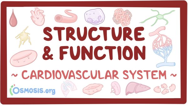 Cardiovascular System: Structure And Function