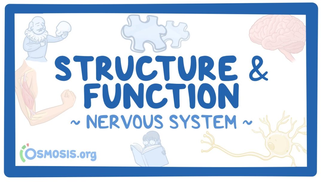 Nervous System: Structure And Function