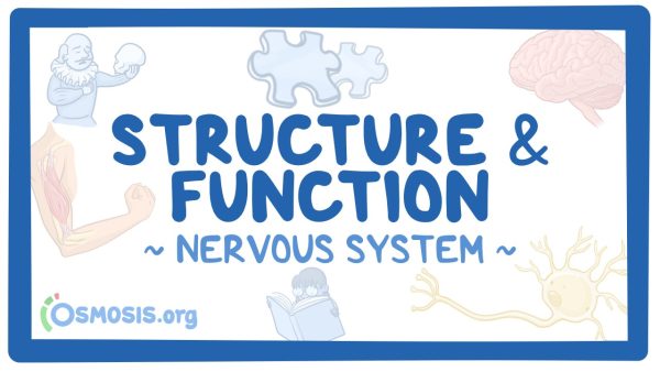 Nervous System: Structure And Function