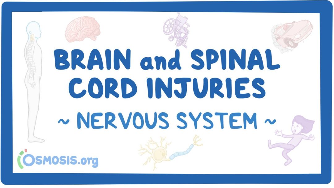 Nervous System: Brain And Spinal Cord Injuries