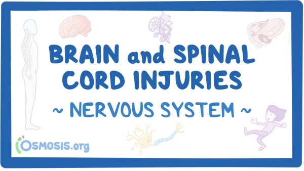 Nervous System: Brain And Spinal Cord Injuries