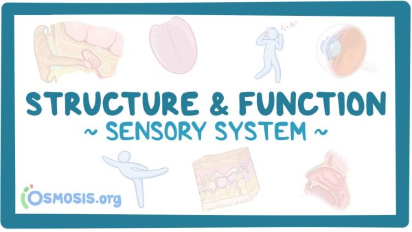 Sensory System: Structure And Function