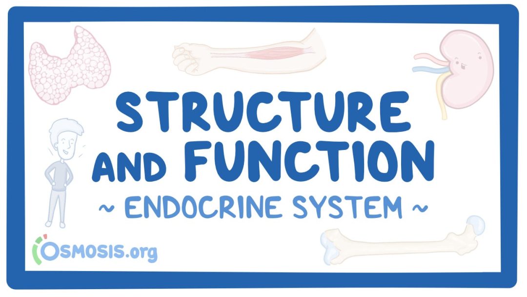 Endocrine System: Structure And Function