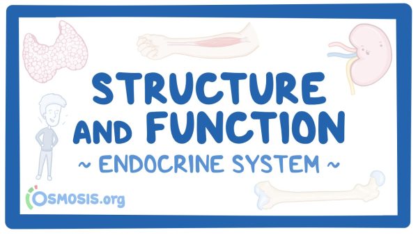 Endocrine System: Structure And Function