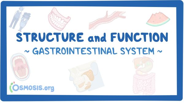Gastrointestinal System: Structure And Function