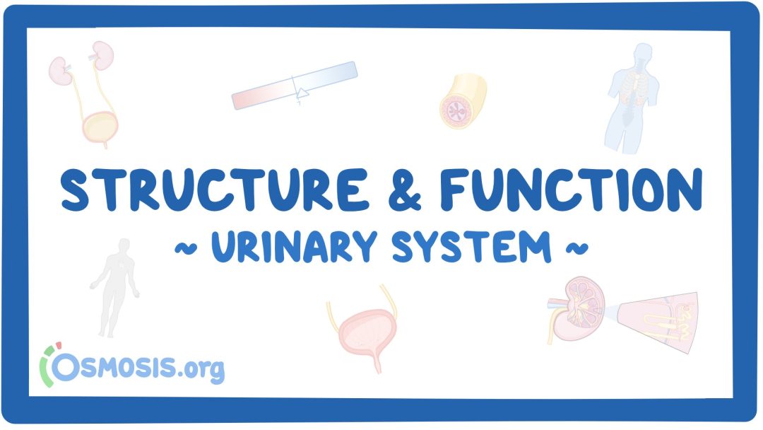 Urinary System: Structure And Function