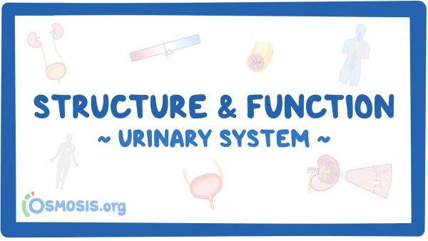 Urinary System: Structure And Function