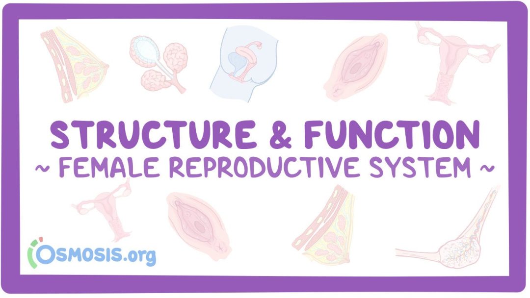 Female Reproductive System: Structure And Function