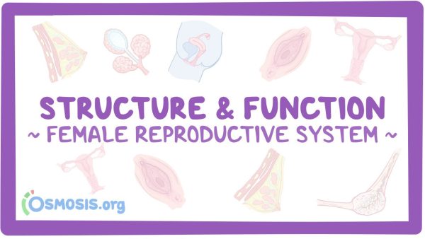 Female Reproductive System: Structure And Function