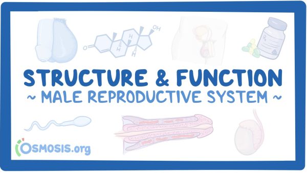 Male Reproductive System: Structure And Function