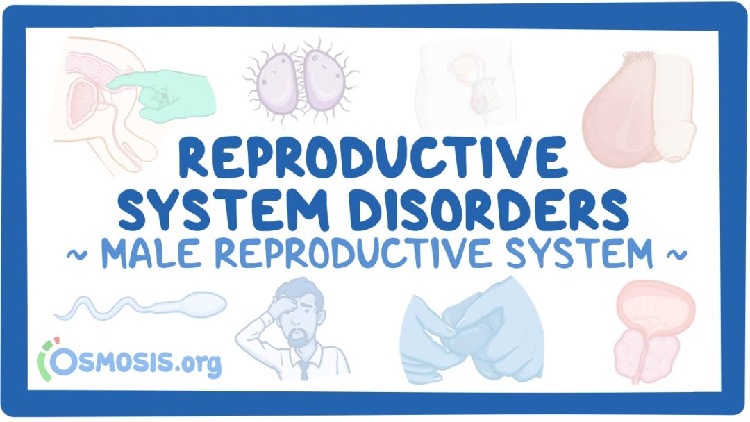 Male Reproductive System: Reproductive System Disorders