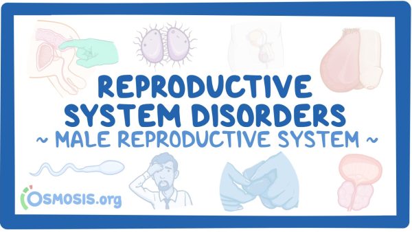 Male Reproductive System: Reproductive System Disorders