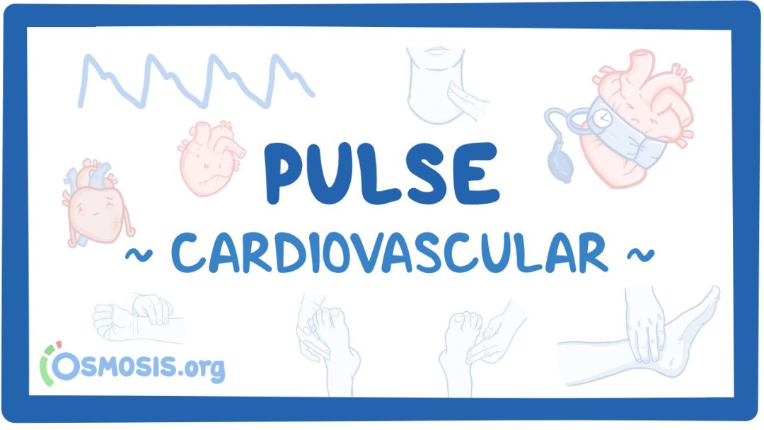 Cardiovascular: Pulse
