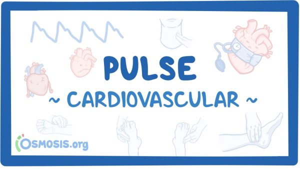 Cardiovascular: Pulse