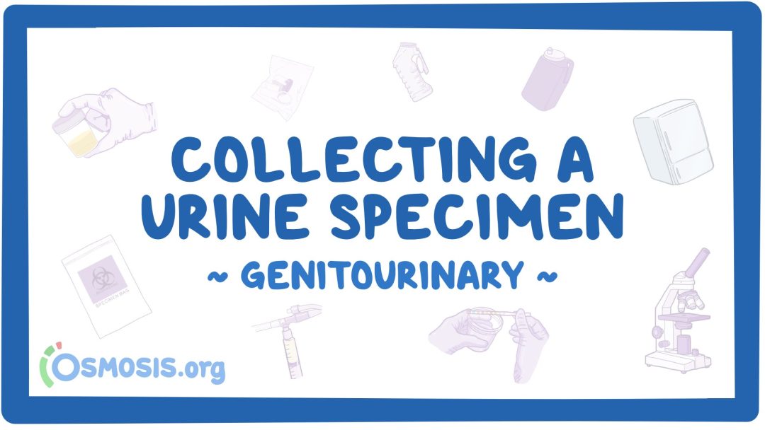 Genitourinary: Collecting A Urine Specimen