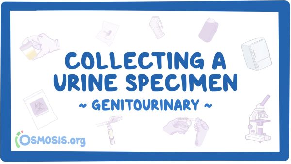 Genitourinary: Collecting A Urine Specimen