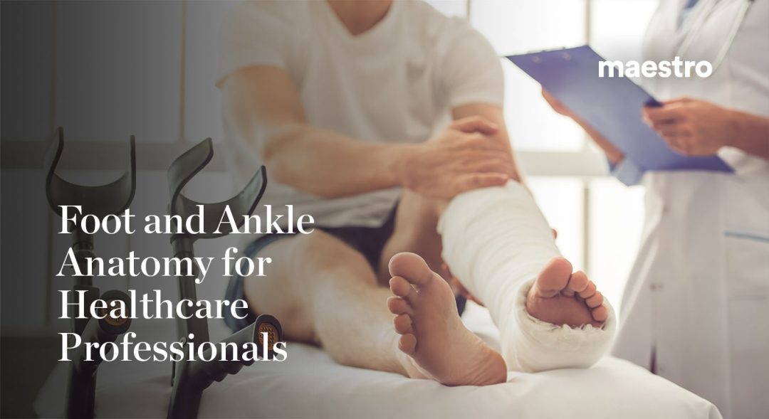 Foot and Ankle Anatomy for Healthcare Professionals