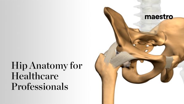 Hip Anatomy for Healthcare Professionals