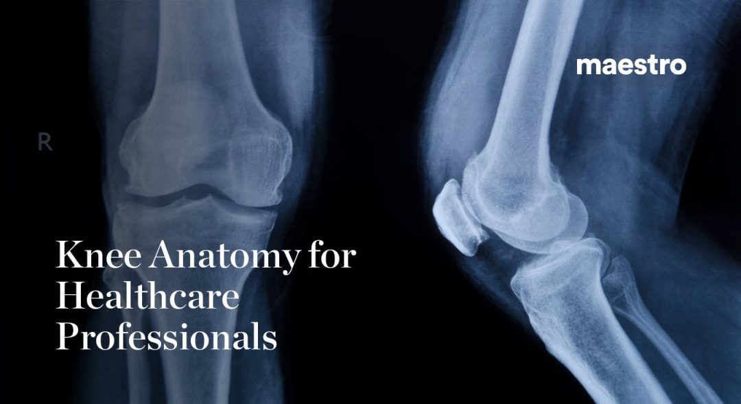Knee Anatomy for Healthcare Professionals