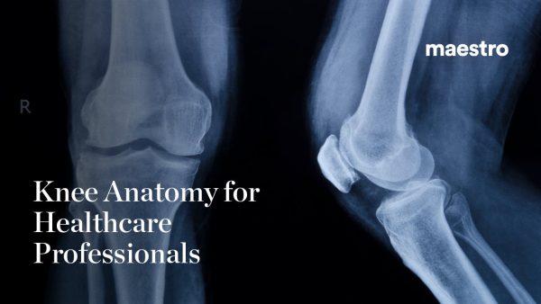 Knee Anatomy for Healthcare Professionals