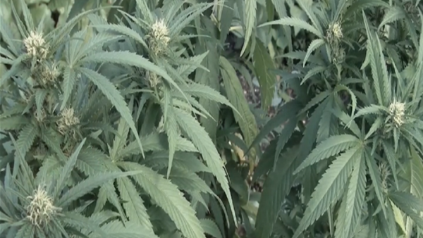 Alcohol and Substance Abuse: Marijuana Awareness