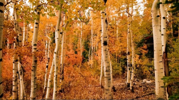 Boost Your Creativity: Connect with Nature for Inspiration