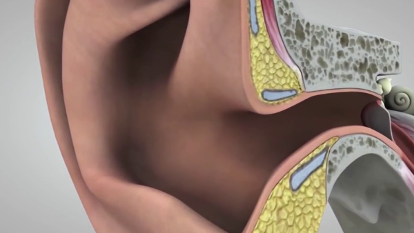 Personal Protective Equipment - Hearing Protection: Ears and Sound