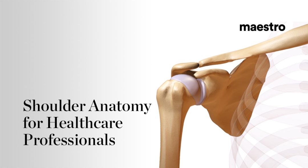 Healthcare: Shoulder Anatomy