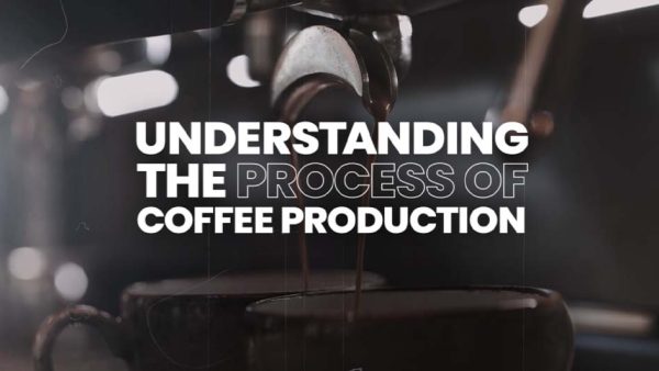 Understanding the process of coffee production