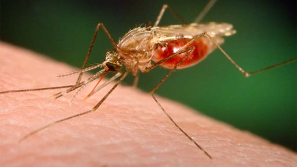 Malaria Awareness