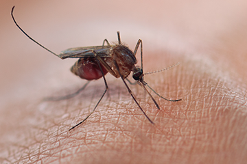 Vector-Borne Disease Awareness: Mosquitoes, Ticks, and Other Pests