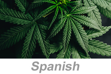 Concientización sobre el cannabis
