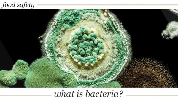 Food Safety: What is Bacteria?