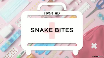 First Aid: Snake Bites