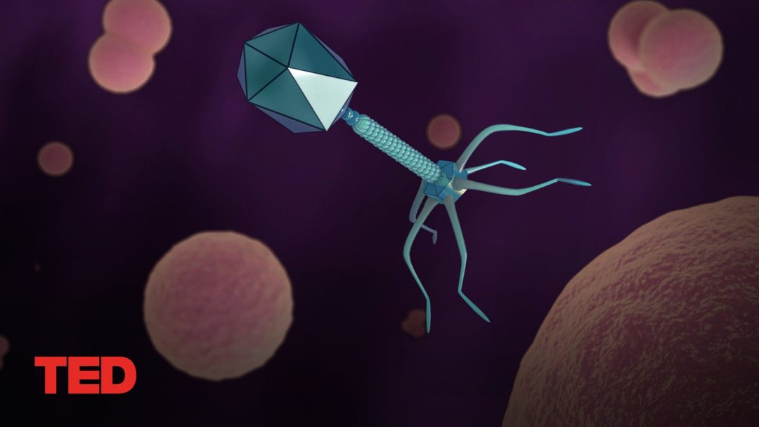 How a long-forgotten virus could help us solve the antibiotics crisis | Alexander Belcredi | TED Talk
