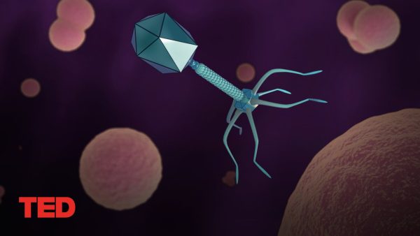 How a long-forgotten virus could help us solve the antibiotics crisis | Alexander Belcredi | TED Talk