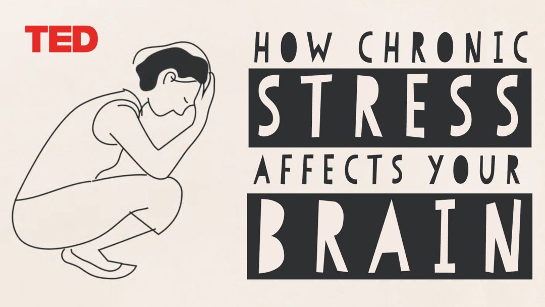 How stress affects your brain | Madhumita Murgia | TED-Ed Animation