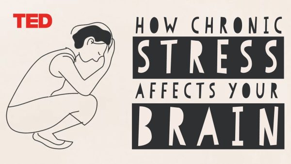How stress affects your brain | Madhumita Murgia | TED-Ed Animation